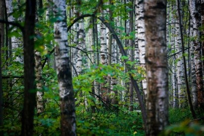 Роль лесной амнистии в сохранении природы и экосистем