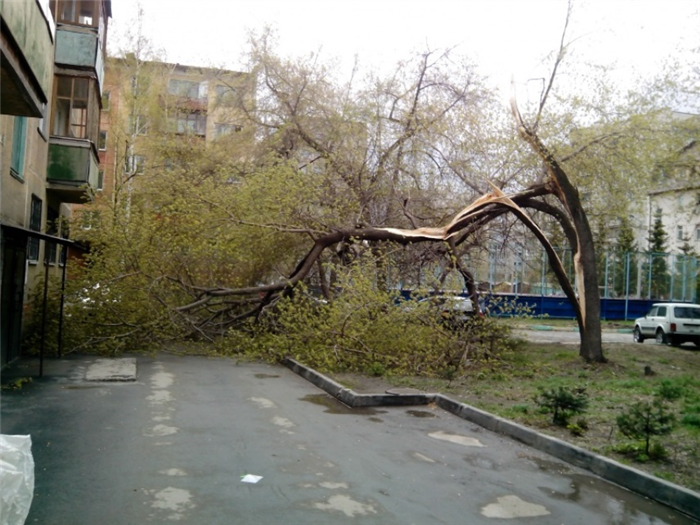 Преимущества наличия деревьев во дворах мкд