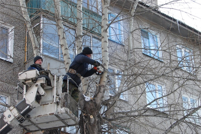 Увеличение количества деревьев в многоквартирных домах: проблемы и решения