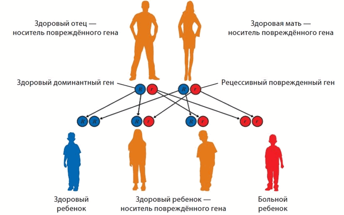 Значение наследования через поколение в семейной и социальной жизни